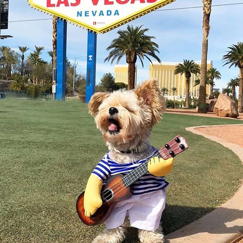 Costume Favorite Pet - Guitar
